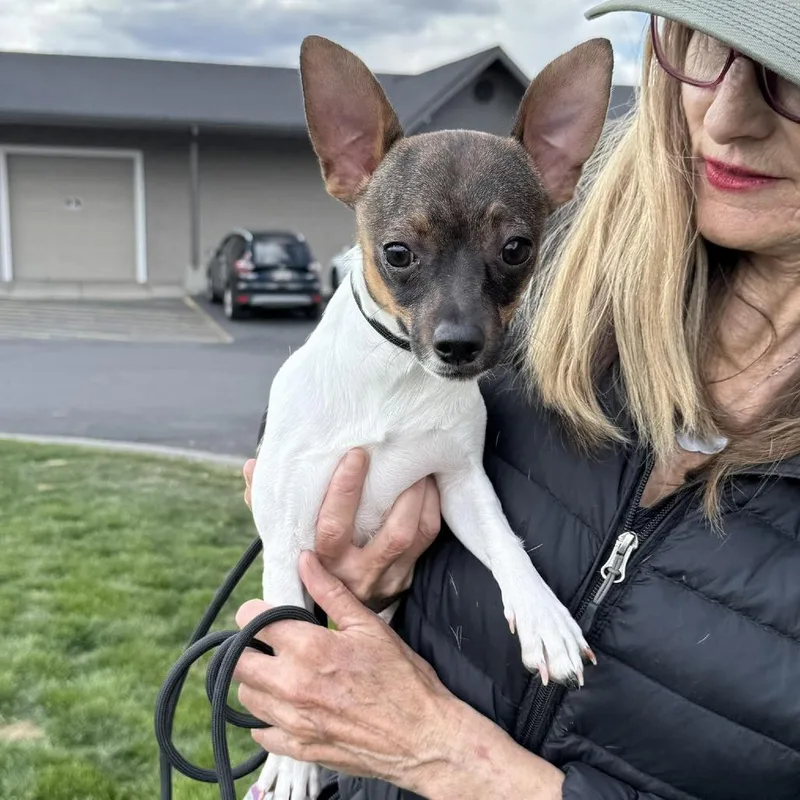 A young small-sized female White / Cream Chihuahua dog named Noodle for adoption in Bend, OR