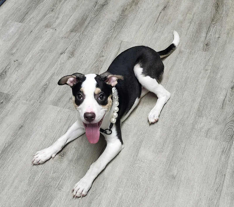 A baby medium-sized female Tricolor (Brown, Black, & White) Hound dog named Snow White for adoption in Mansfield, OH