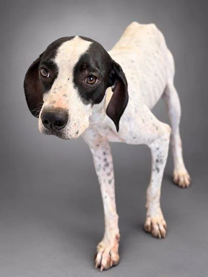 An adult medium-sized female Pointer dog named Maddie for adoption in Bowling Green, KY