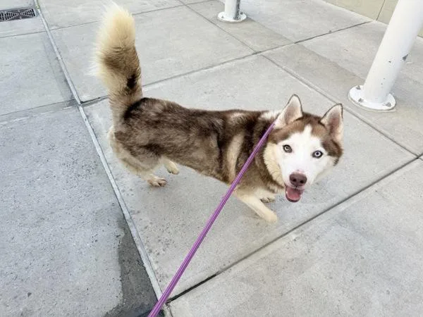 An adult medium-sized male Siberian Husky dog named Ray for adoption in New York, NY