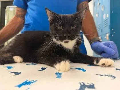 A young small-sized male Domestic Short Hair cat named Vega for adoption in Washington, DC