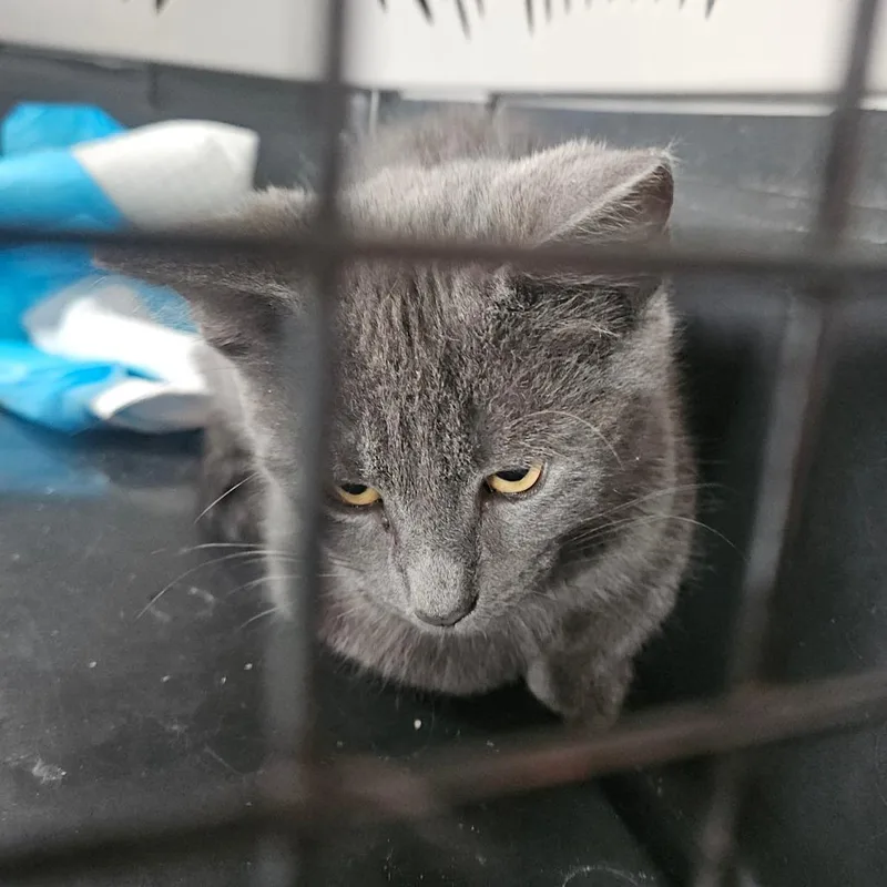 A baby small-sized male Gray / Blue / Silver Domestic Short Hair cat named Moon for adoption in Ringtown, PA