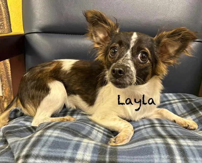 A baby small-sized female Chihuahua dog named Layla in TX for adoption in Cranston, RI