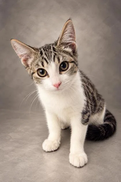 A baby medium-sized male Domestic Short Hair cat named Louie for adoption in Fresno, CA