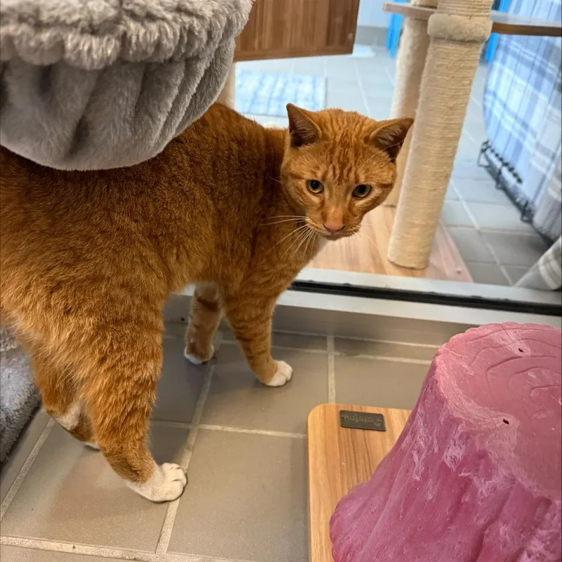 An adult medium-sized male Orange / Red Domestic Short Hair cat named Sam for adoption in Wantagh, NY