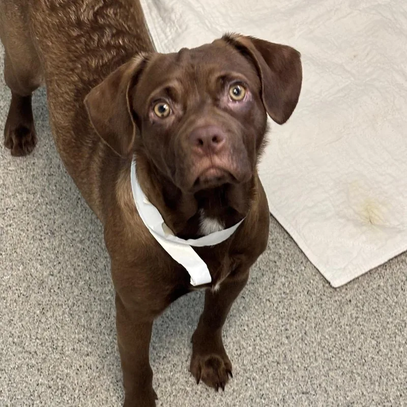 An adult small-sized female Brown / Chocolate Mixed Breed dog named Cherri for adoption in Naperville, IL