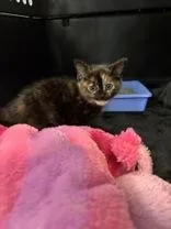 A young medium-sized female Tortoiseshell Domestic Short Hair cat named Maw Maw for adoption in Charleston, SC