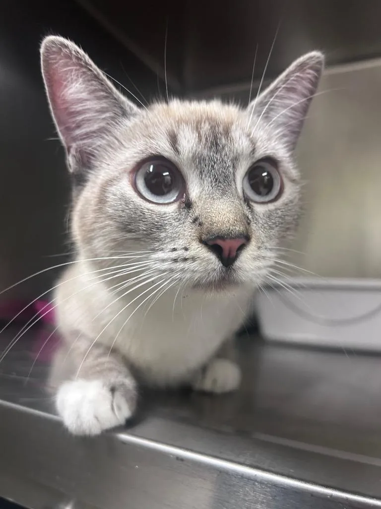 A baby medium-sized female Siamese cat named Alaska for adoption in Meriden, CT