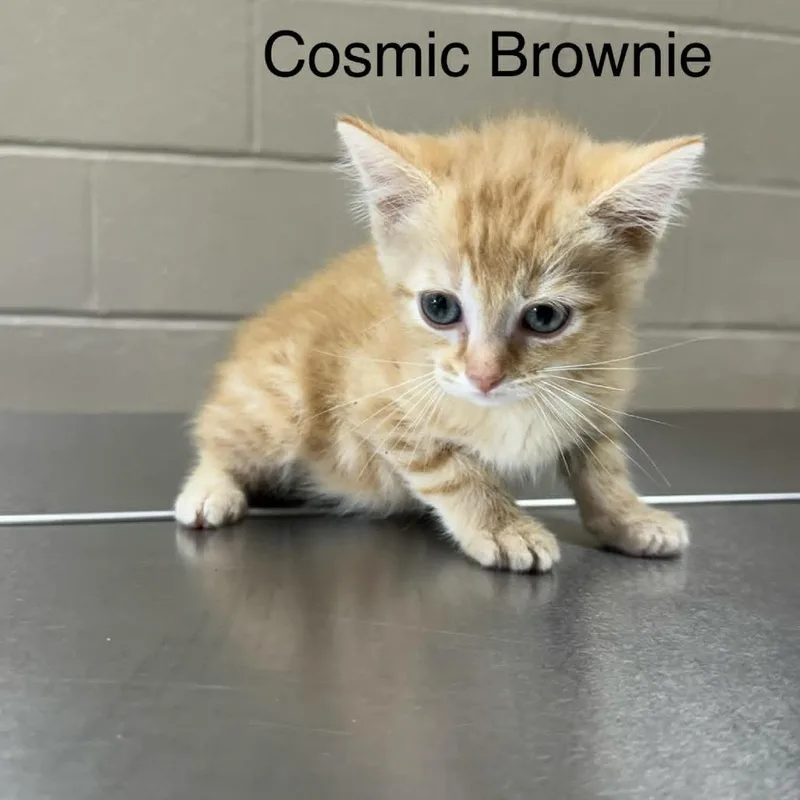 A baby small-sized male Orange / Red Domestic Medium Hair cat named Cosmic Brownie for adoption in Caryville, TN