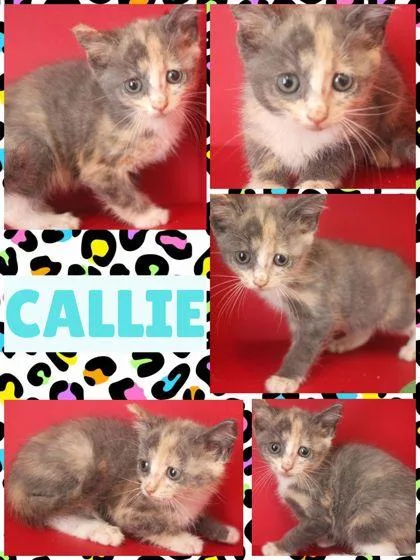 Callie