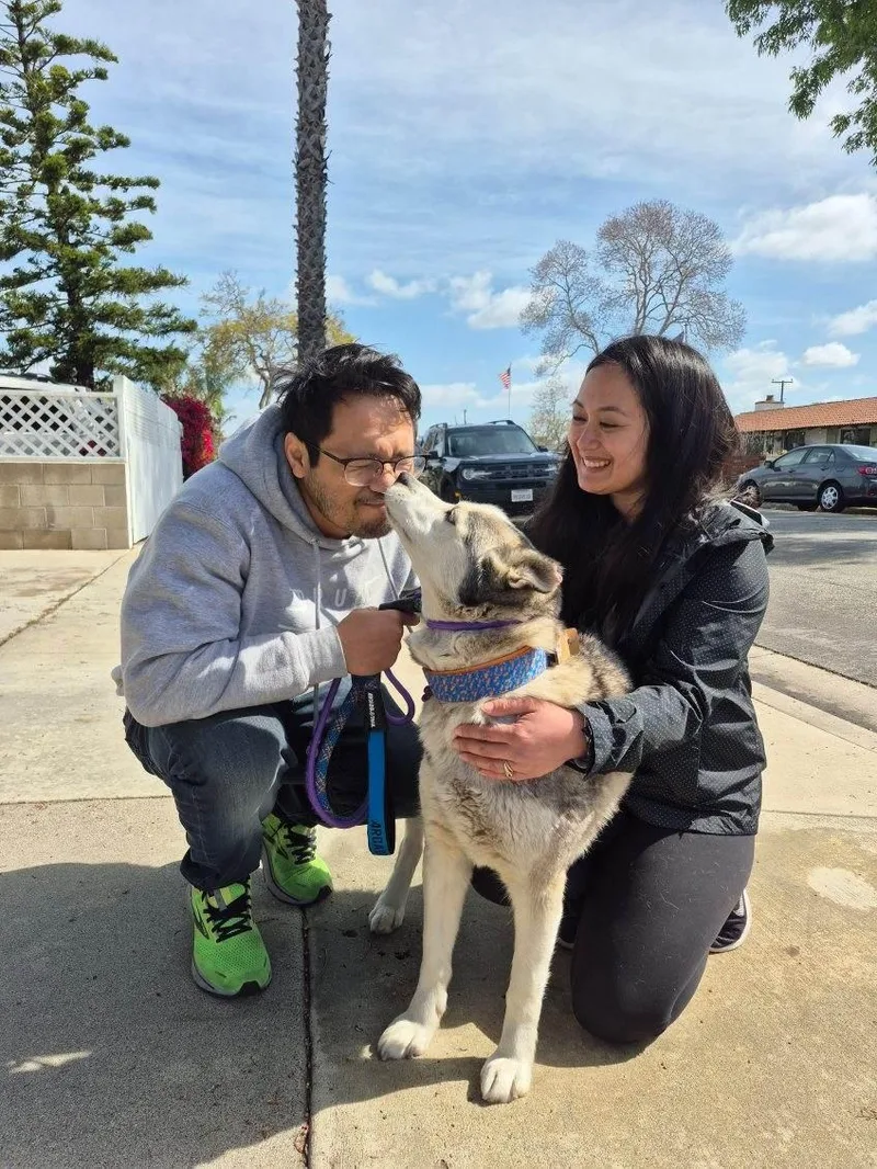 Princess Elsa! Mini Husky! thumbnail 2