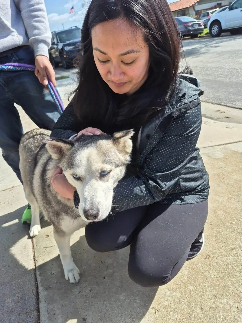 Princess Elsa! Mini Husky! thumbnail 3