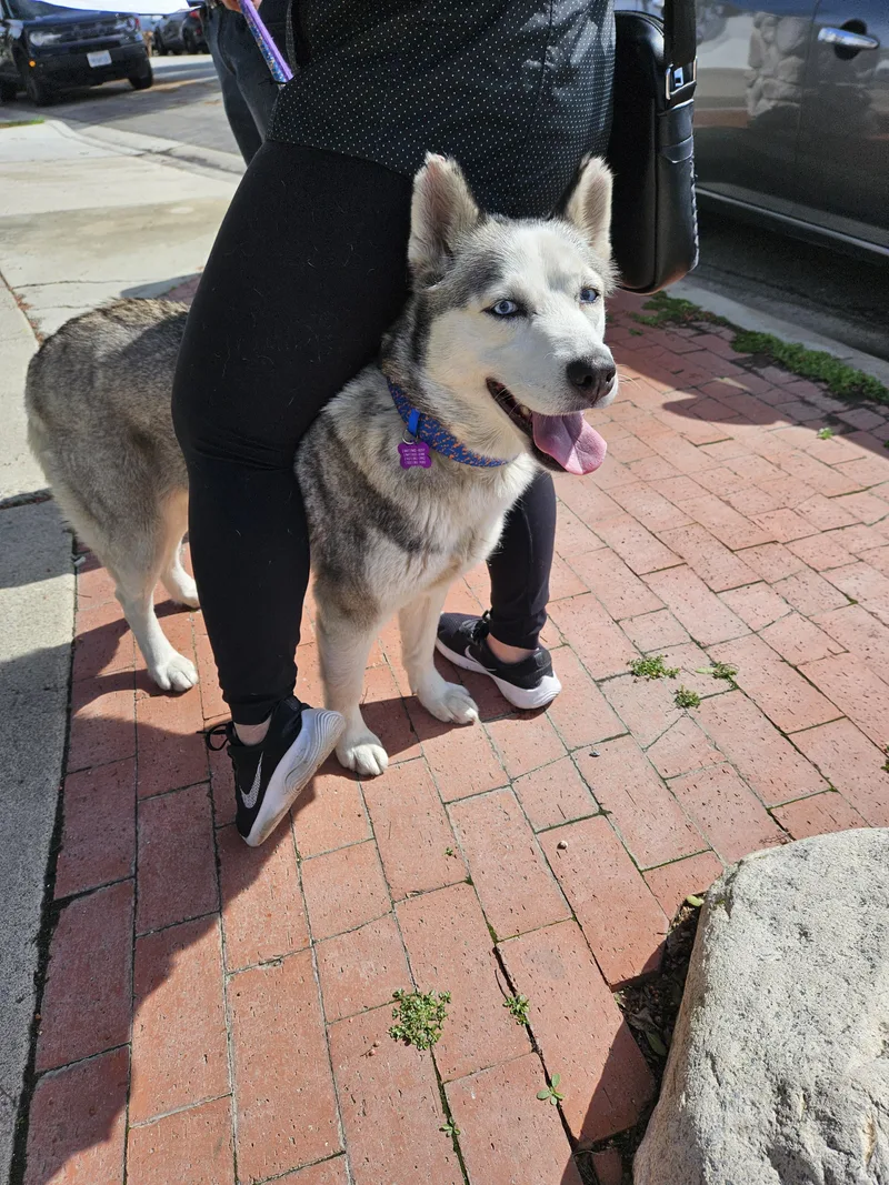 Princess Elsa! Mini Husky! thumbnail 5