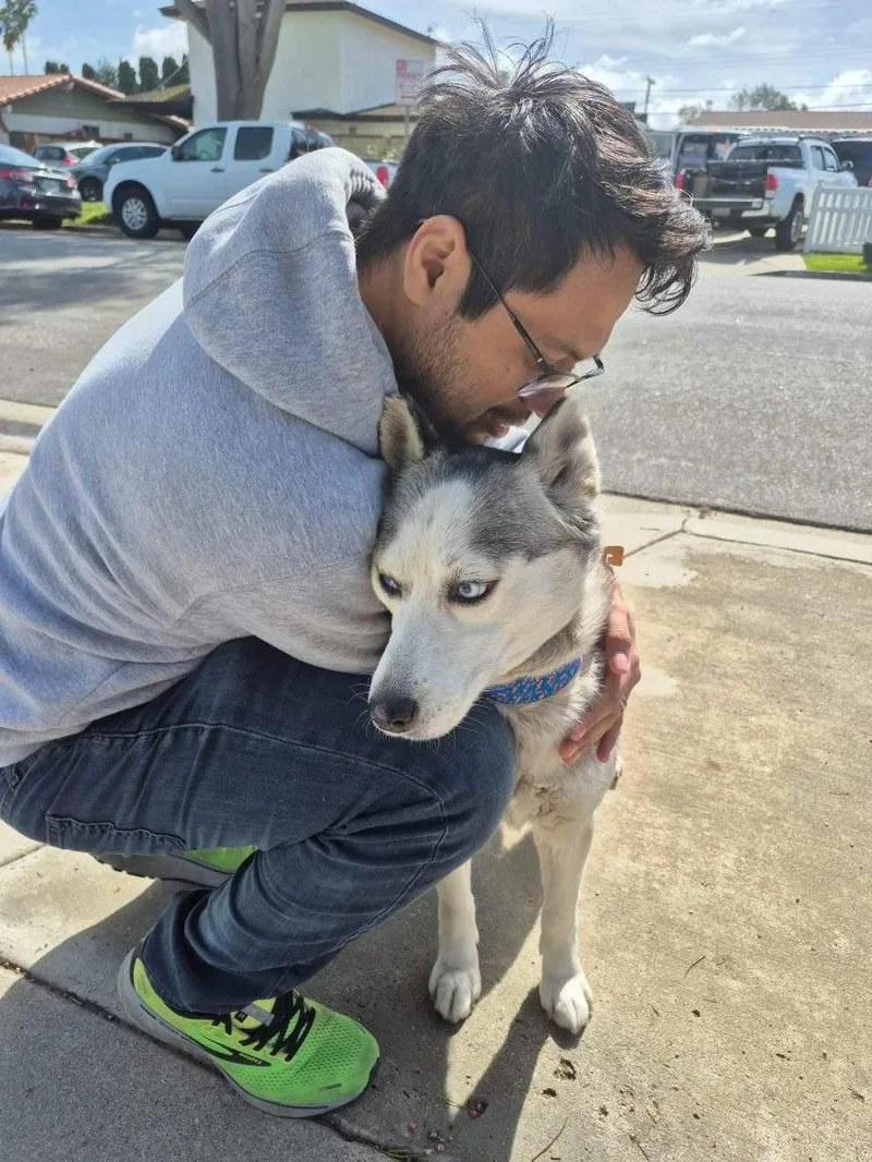 Princess Elsa! Mini Husky! thumbnail 6