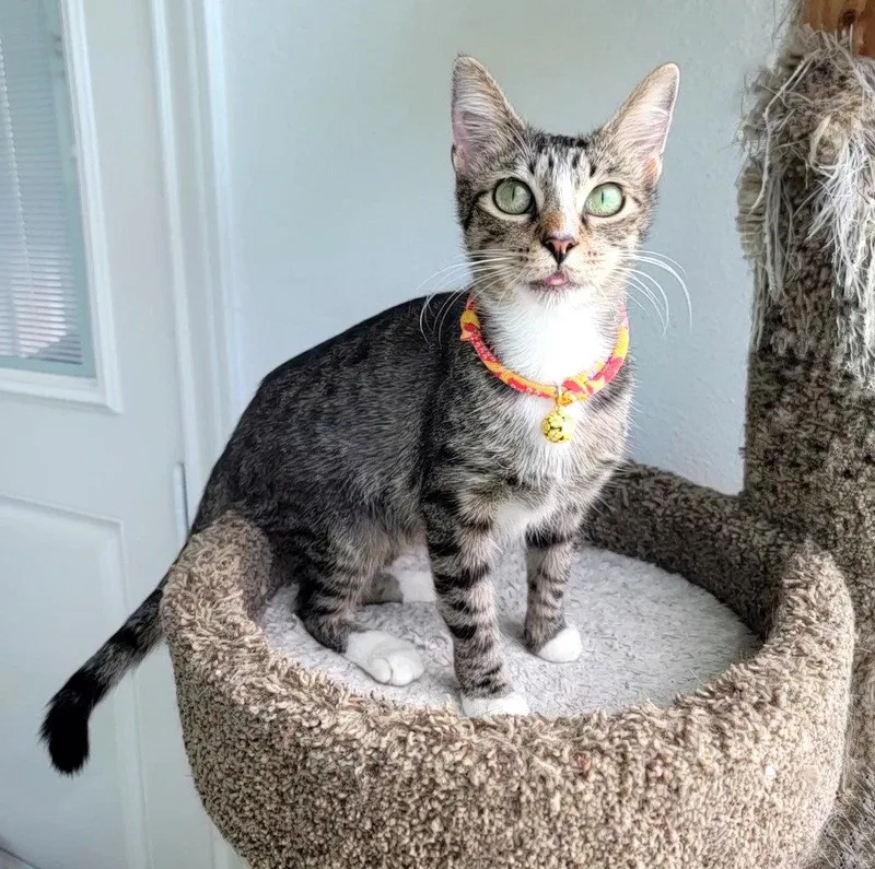 A young small-sized female Tabby cat named Tic Tac mintsizedmayhem for adoption in Houston, TX