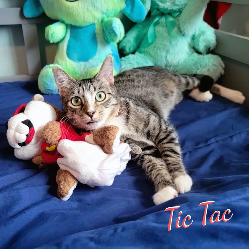 Tic Tac mintsizedmayhem thumbnail 2