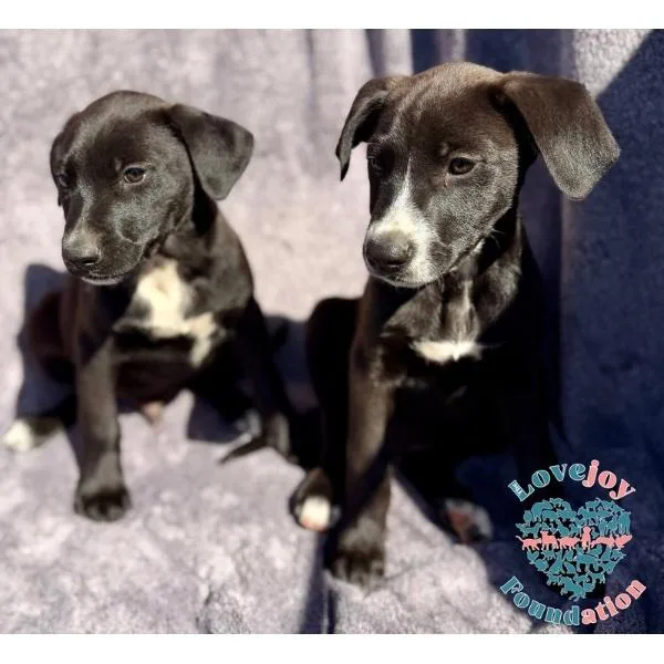 Queen Litter Coh thumbnail 2