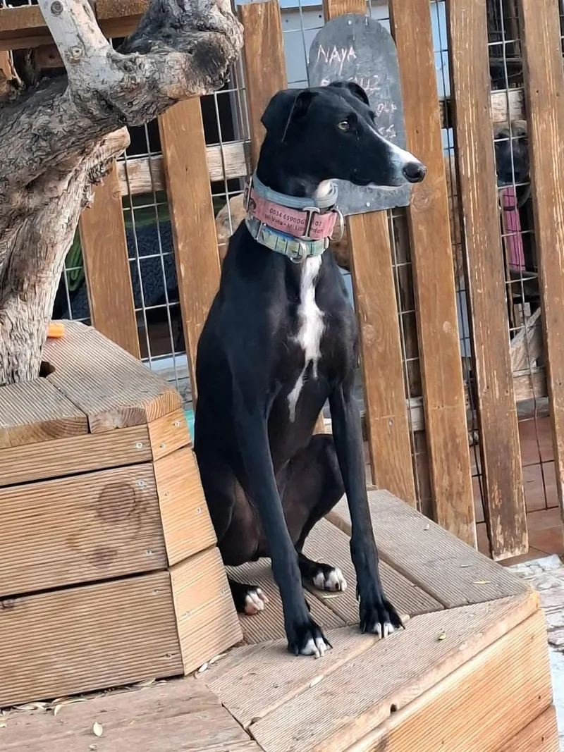 A young medium-sized male Galgo Spanish Greyhound dog named Mizuki for adoption in Winter Park, FL