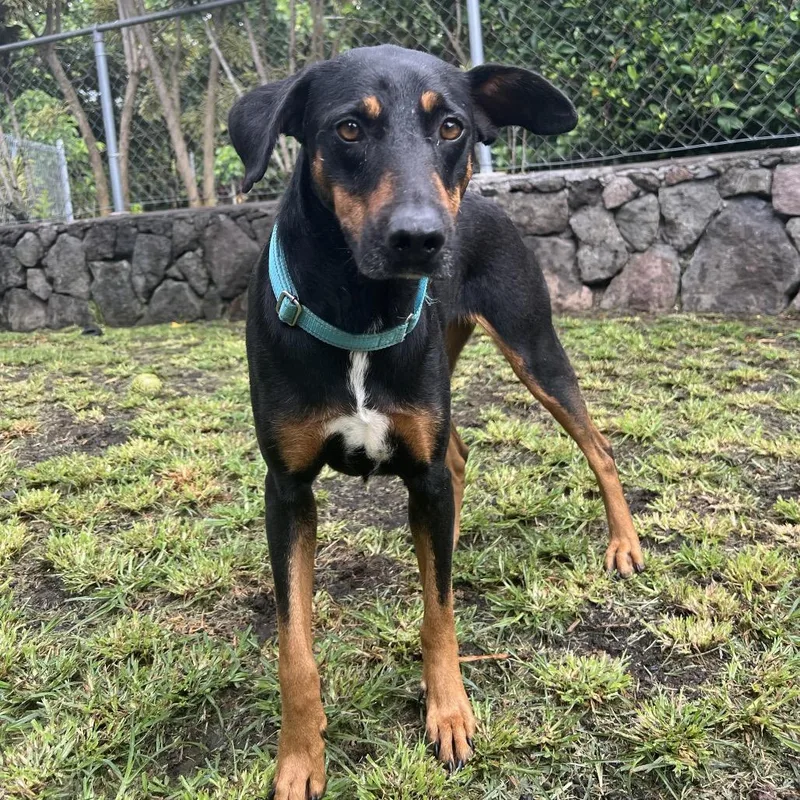 A senior medium-sized female Black Mixed Breed dog named Waffles for adoption in Keaau, HI
