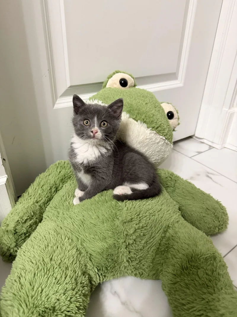 A baby small-sized male Domestic Short Hair cat named Mr. President for adoption in Fishers, IN
