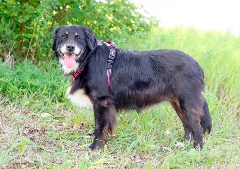Daisy Sue