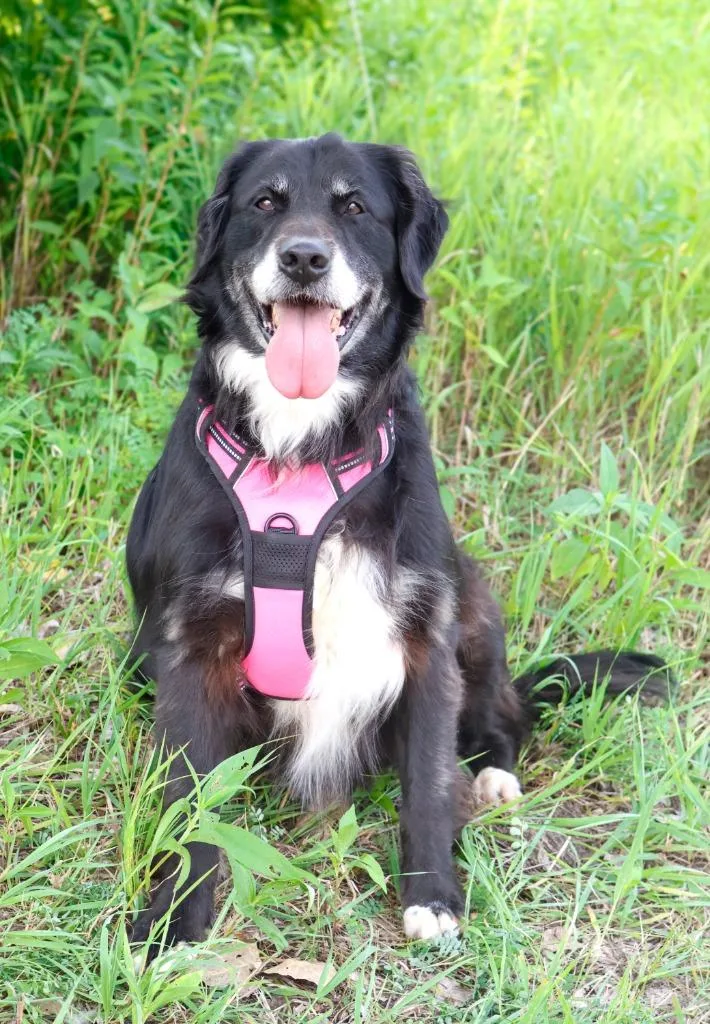 Daisy Sue thumbnail 2