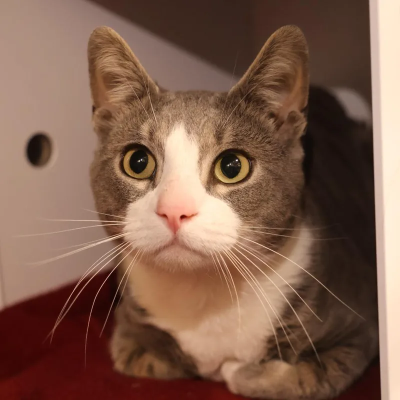 An adult medium-sized male Gray / Blue / Silver Domestic Short Hair cat named Gus for adoption in Briarcliff Manor, NY
