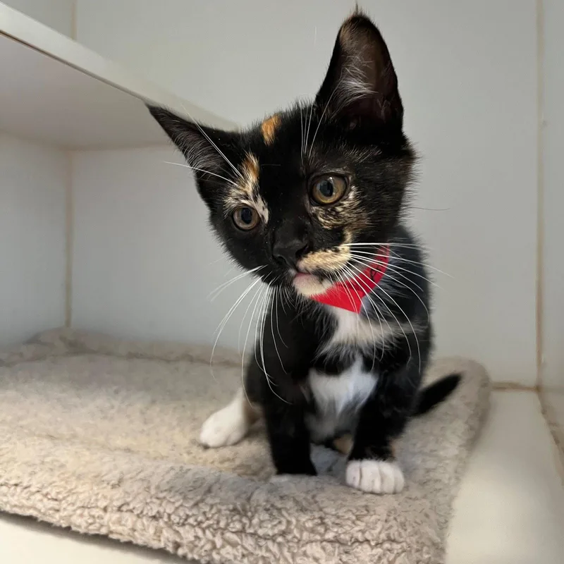A baby small-sized female Black Domestic Short Hair cat named Atlanta for adoption in Oakland, CA