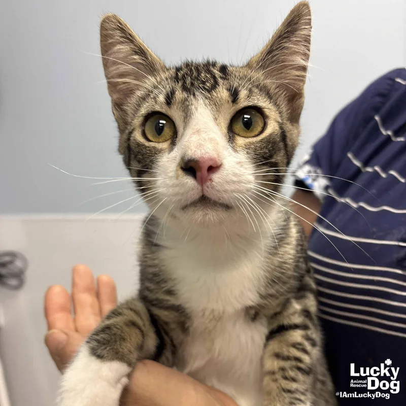 A young medium-sized male Domestic Short Hair cat named Zeb for adoption in Washington, DC