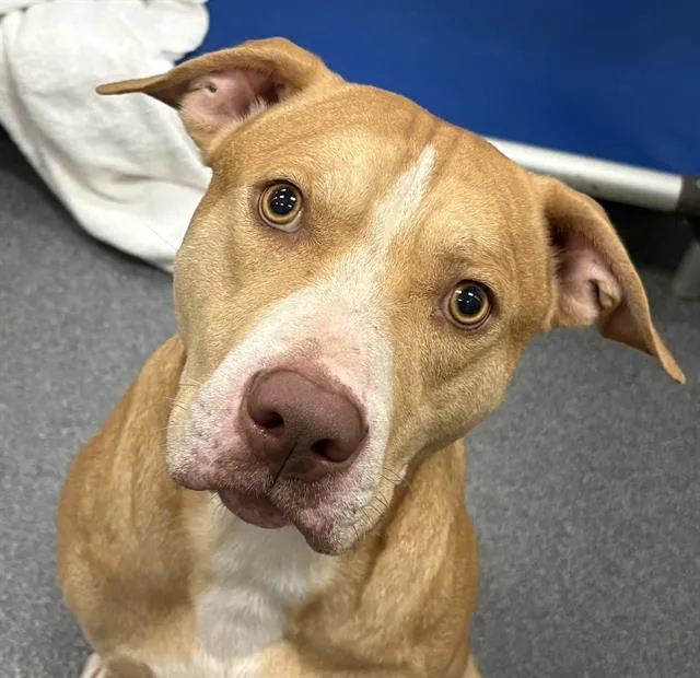 A young large-sized male Mixed Breed dog named Bronco for adoption in Dallas, TX