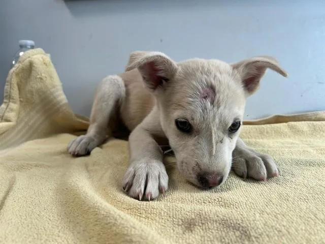 A baby small-sized female Husky dog named Tartar Sauce for adoption in Lancaster, CA