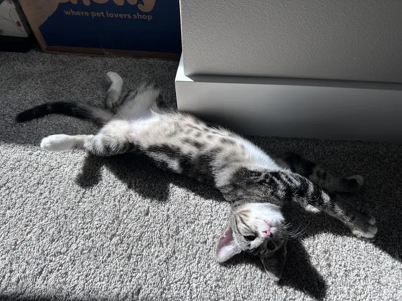 A baby small-sized female Domestic Short Hair cat named Clarissa for adoption in Bellingham, WA