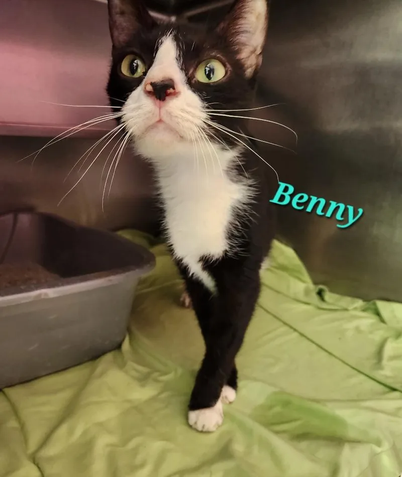 A young medium-sized male Domestic Short Hair cat named Benny for adoption in Cambridge, MD
