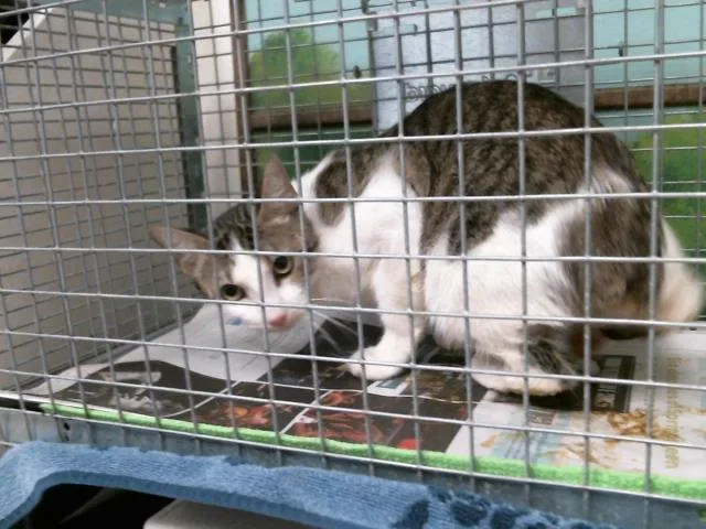 A young medium-sized female Domestic Short Hair cat named Jenny for adoption in Houston, TX