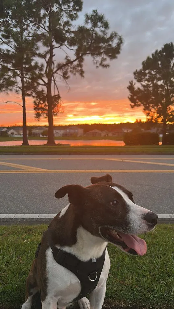 An adult large-sized male Hound dog named Jake for adoption in Orlando, FL