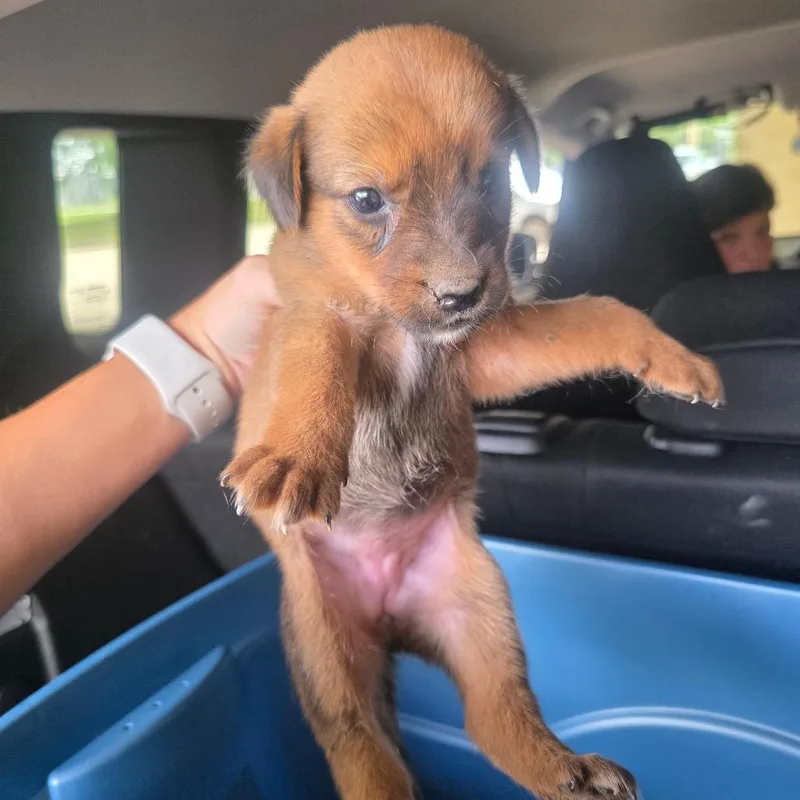 A baby small-sized female Collie dog named Owl for adoption in Lufkin, TX