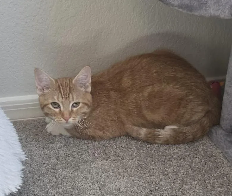 A baby medium-sized female Orange & White Domestic Short Hair cat named Noelle for adoption in tucson, AZ