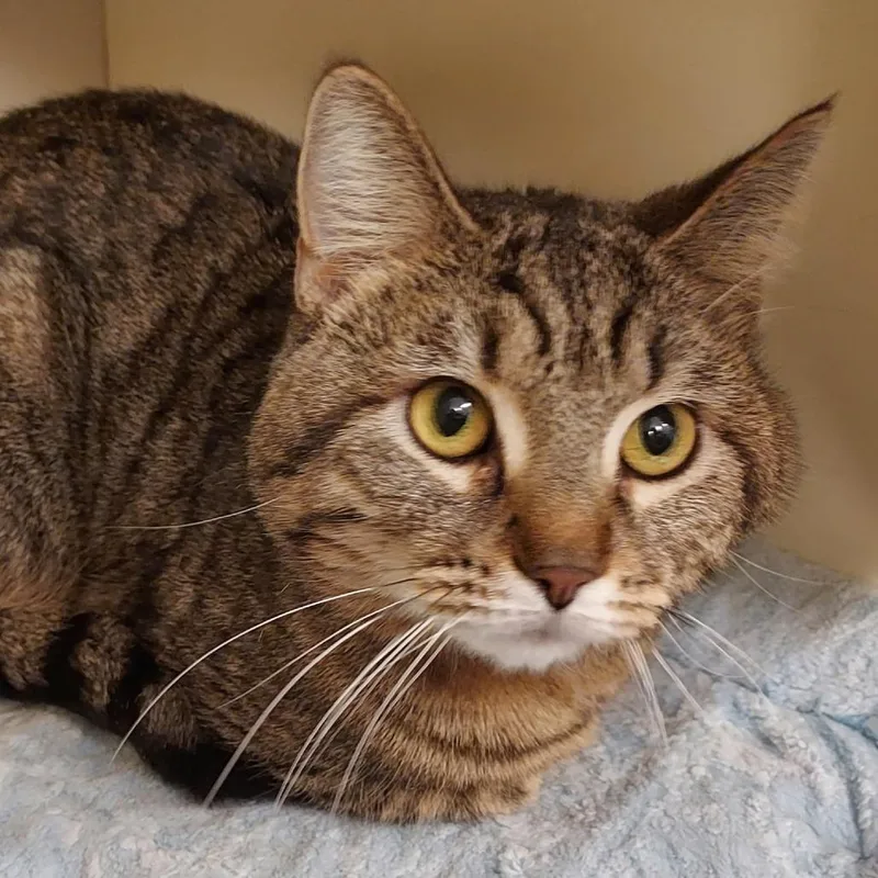 An adult medium-sized male Brown / Chocolate Domestic Short Hair cat named Enzo for adoption in Dayton, OH