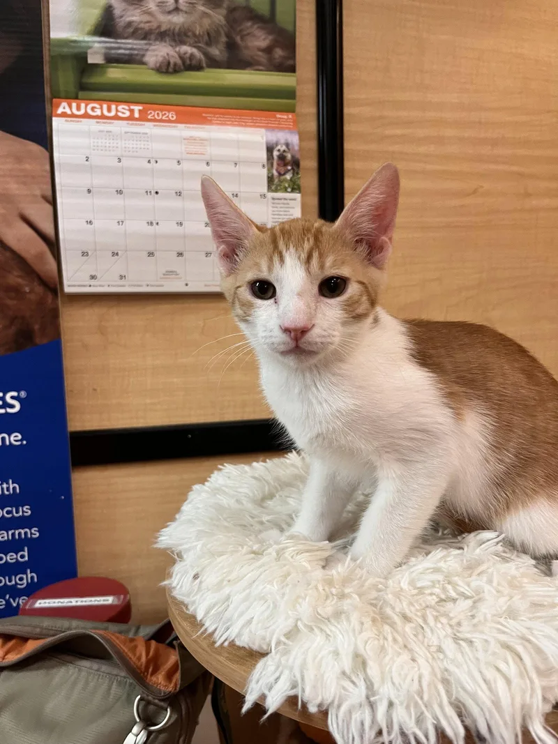 A young medium-sized male Domestic Short Hair cat named Tiger for adoption in Scottsdale, AZ