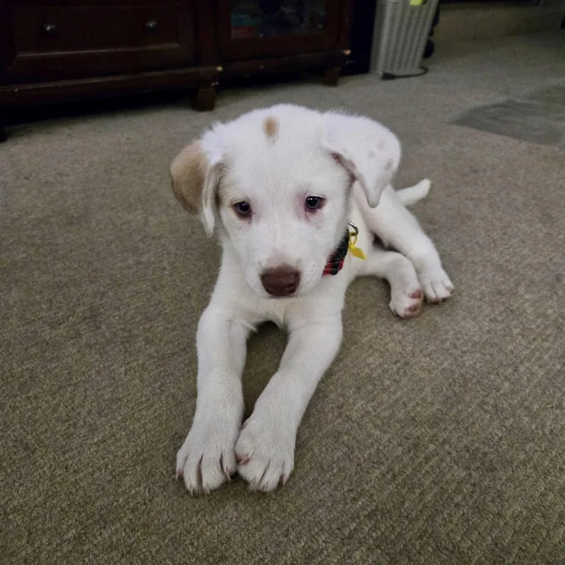 A baby medium-sized male White / Cream Shepherd dog named Duke for adoption in Joliet, IL
