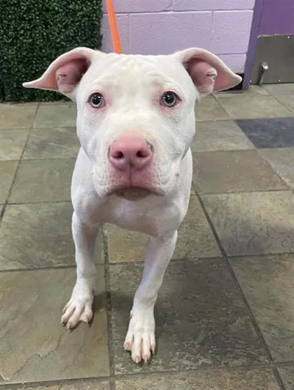 A baby medium-sized male White / Cream Pit Bull Terrier dog named 61396747 for adoption in El Paso, TX