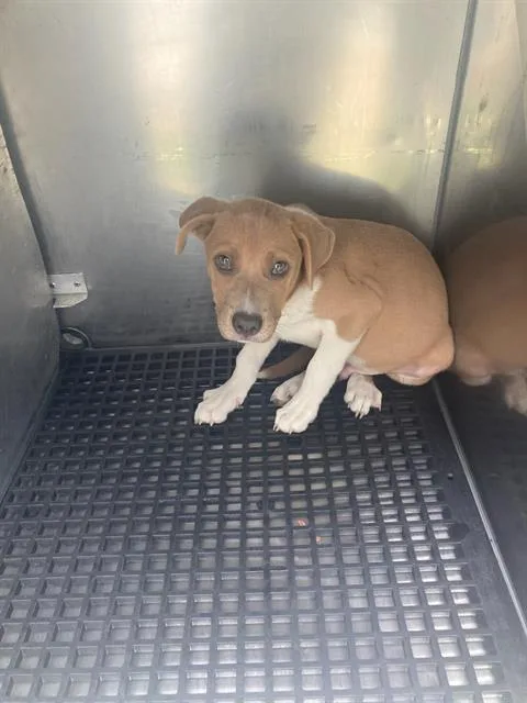 A baby large-sized male Mixed Breed dog named Roe for adoption in Dallas, TX