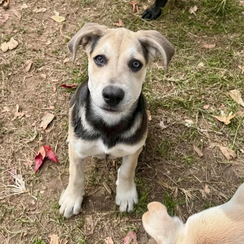 A baby medium-sized female American Staffordshire Terrier dog named Tender for adoption in Salem, NH