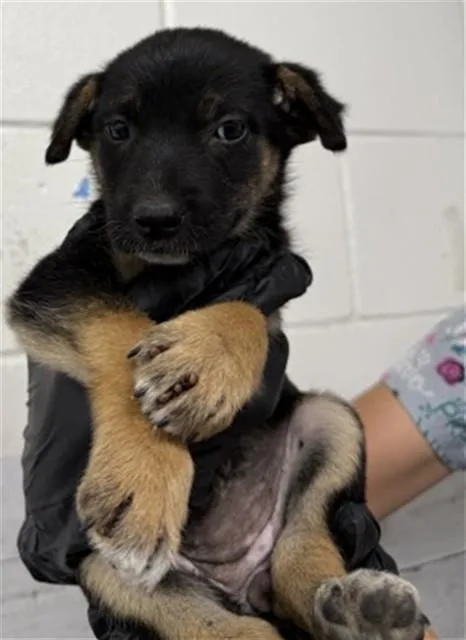 A baby small-sized female German Shepherd Dog dog named Mila for adoption in San Bernardino, CA