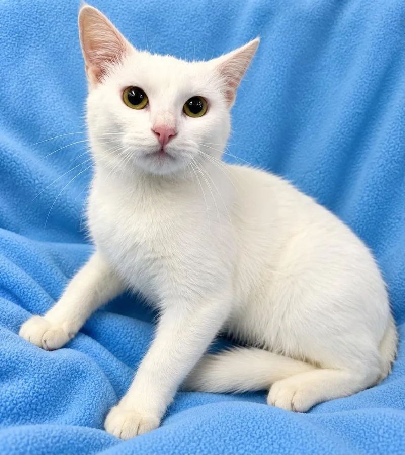 A young medium-sized female Domestic Medium Hair cat named Snow for adoption in Lagrange, IN