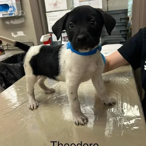 A baby medium-sized male Black Mixed Breed dog named Theodore for adoption in Knoxville, TN