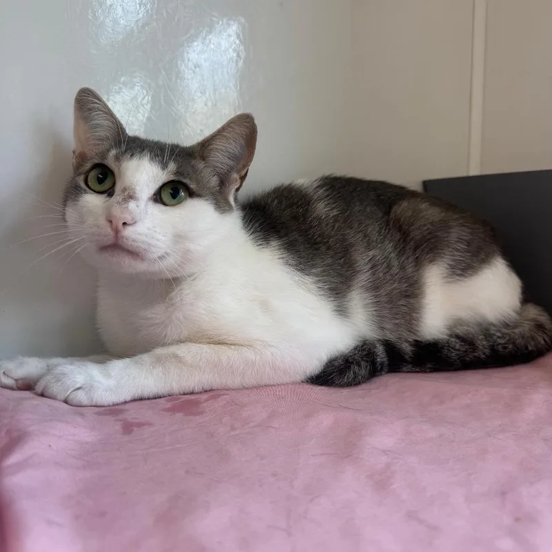 An adult medium-sized male Gray / Blue / Silver Domestic Short Hair cat named Louis for adoption in West Palm Beach, FL