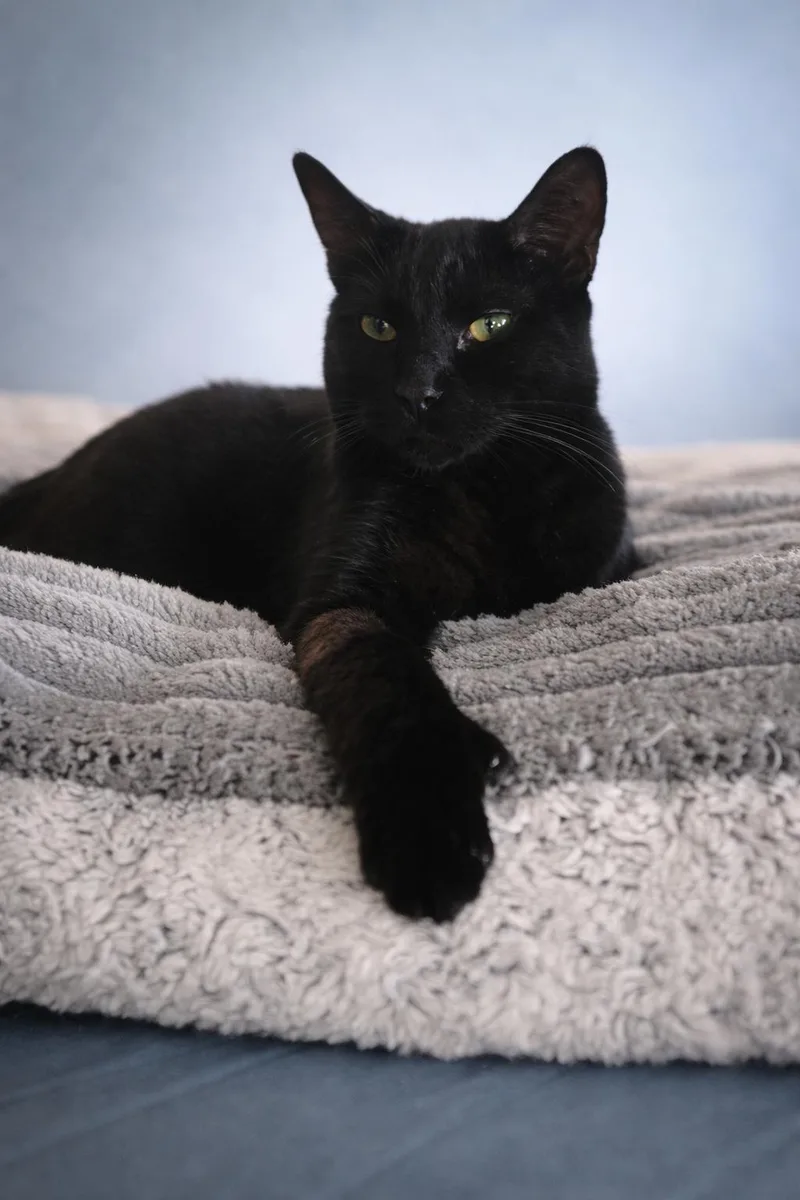 A young medium-sized male Black Domestic Medium Hair cat named Andy Sprinkle Paws for adoption in Carson City, NV