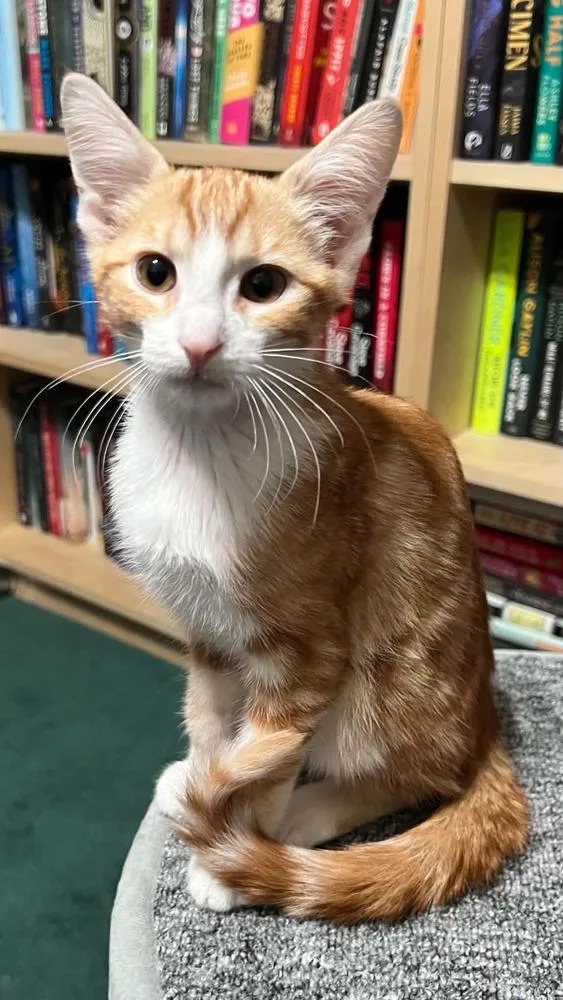 A baby small-sized male Domestic Short Hair cat named Clementine for adoption in tucson, AZ