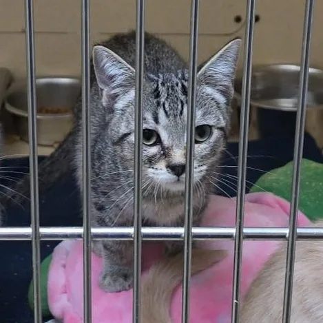 A baby medium-sized male Tabby (Brown / Chocolate) Tabby cat named Koala for adoption in Clarksville, VA
